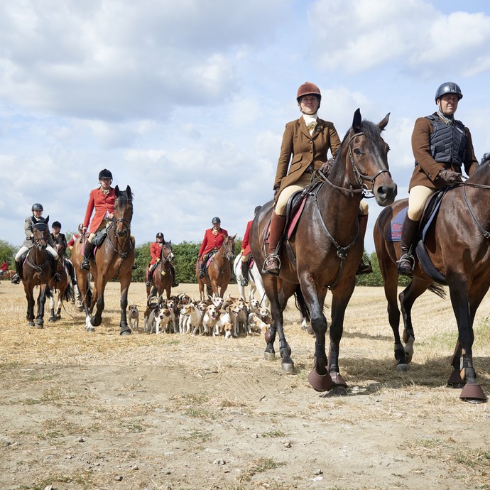 Eine Gruppe Reitender reitet mit einer Meute Hunde auf die Kamera zu. Es handelt sich um eine Jagdgesellschaft. (vergrößerte Bildansicht wird geöffnet)