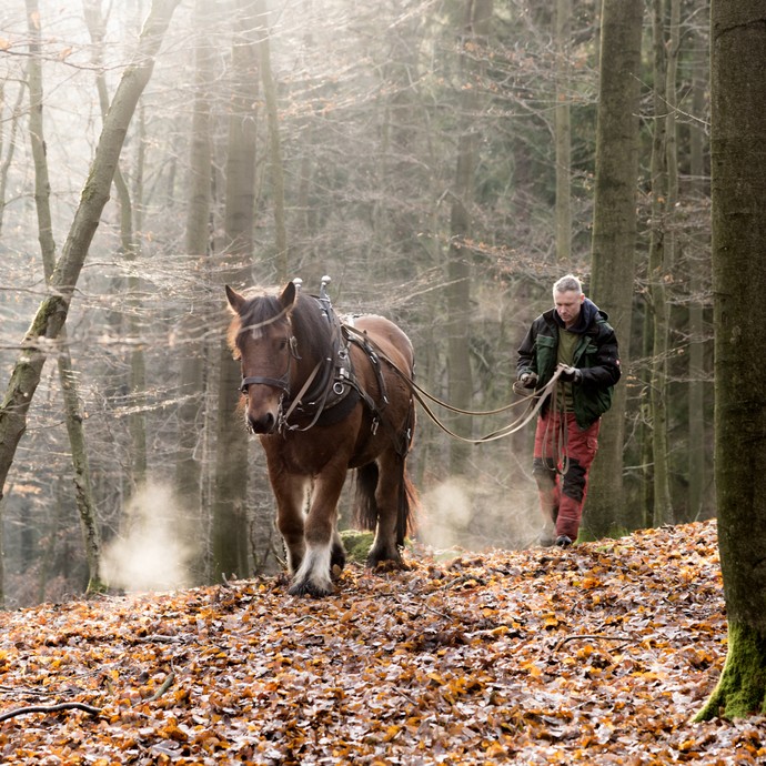 Ein braunes Kaltblutpferd im herbstlichen Laubwald kommt auf die Kamera zu, hinter ihm läuft ein Mann in Arbeitskleidung. (vergrößerte Bildansicht wird geöffnet)