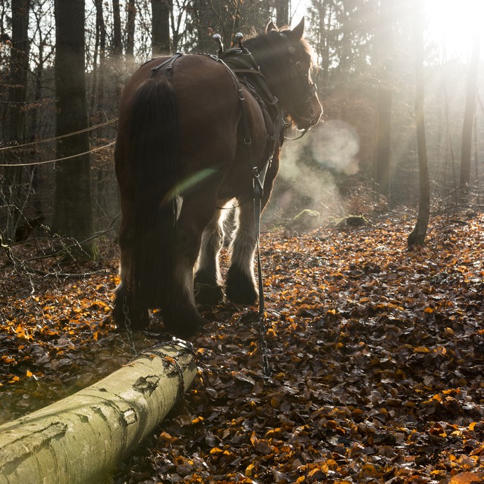 Ein Kaltblutpferd zieht einen Baumstamm hinter sich her. Der Atem ist in einer Dampfwolke im sonnigen Gegenlilcht zu sehen. (vergrößerte Bildansicht wird geöffnet)