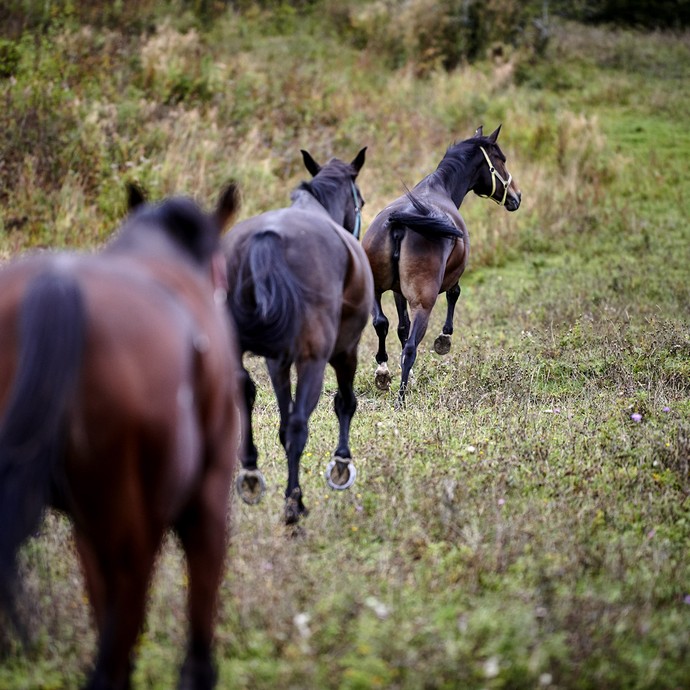 Drei dunkle Pferde laufen hintereinander einen Pfad einer Weide entlang. (vergrößerte Bildansicht wird geöffnet)