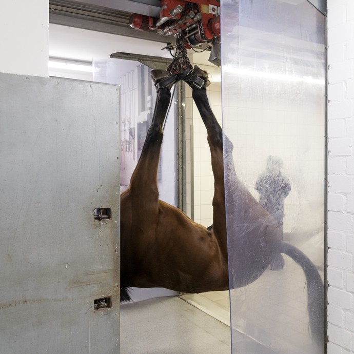 Ein braunes Pferd hängt kopfüber an einem Schienensystem an der Decke eines Ganges. Es befindet sich auf dem Weg in einen Operationssaal. (vergrößerte Bildansicht wird geöffnet)