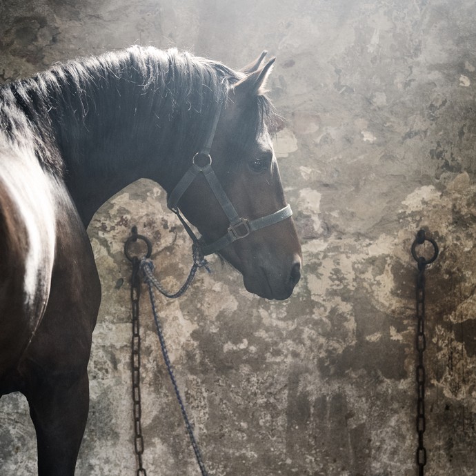 Ein dunkles Pferd blickt über seine rechte Schulter. Es ist an einem Metallring an einer fleckigen Steinwand angebunden. Rauch steht in der Luft. (vergrößerte Bildansicht wird geöffnet)