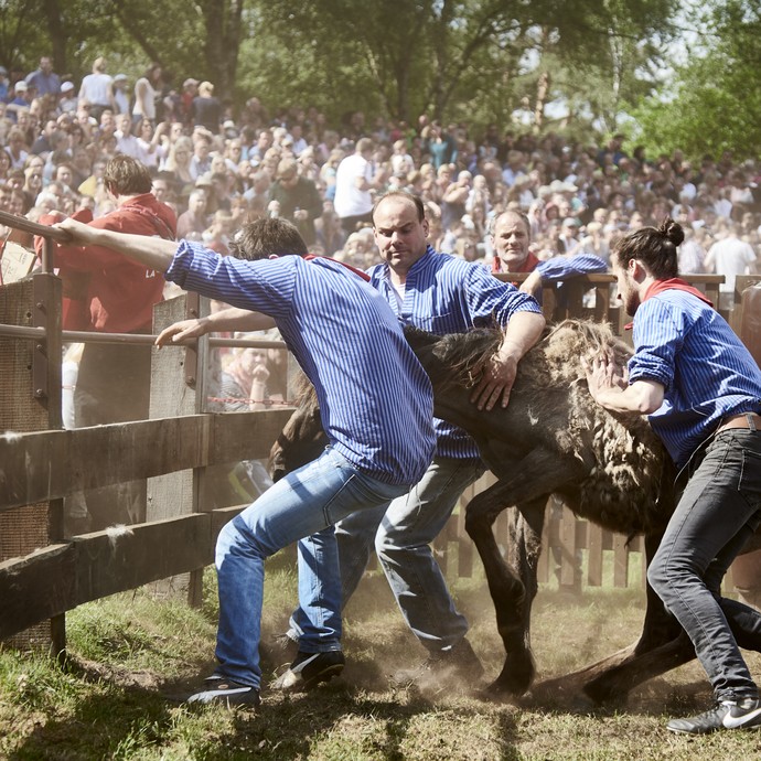 Drei Männer halten einen jungen Hengst mit den Händen fest. Sie tragen blau-weiß gestreifte Hemden. (vergrößerte Bildansicht wird geöffnet)