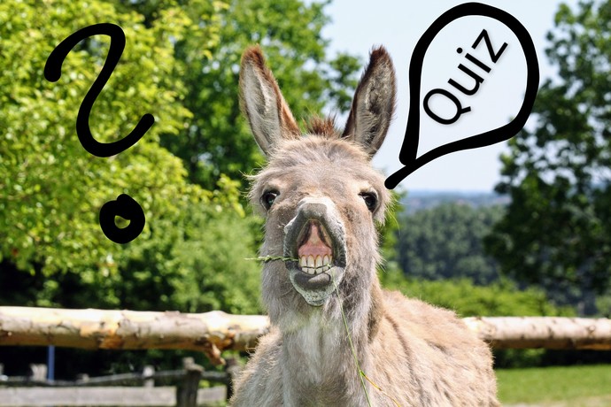 Ein Esel mit einem Halm im Mund. Über ihm eine Sprechblase mit dem Wort Quiz und einem großen Fragezeichen. Ein Esel mit einem Halm im Mund. Über ihm eine Sprechblase mit dem Wort Quiz und einem großen Fragezeichen.