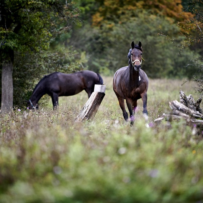 Ein dunkles Pferd läuft auf die Kamera zu. Es befindet sich auf einer Weide mit Ästen und Bäumen. (öffnet vergrößerte Bildansicht)