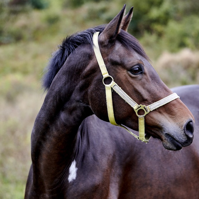 Ein braunes Senner-Pferd mit hellem Halfter blickt über seine Schulter zur Seite. (vergrößerte Bildansicht wird geöffnet)