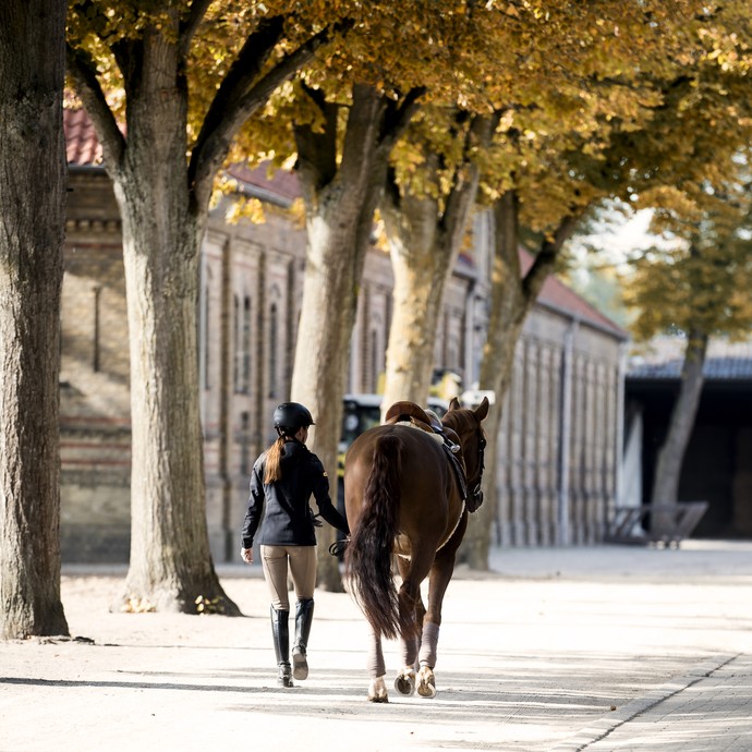 Eine Frau führt ein Pferd von der Kamera fort. Sie läuft an einer Reihe herbstlicher Eichen entlang, die Sonne scheint. (vergrößerte Bildansicht wird geöffnet)
