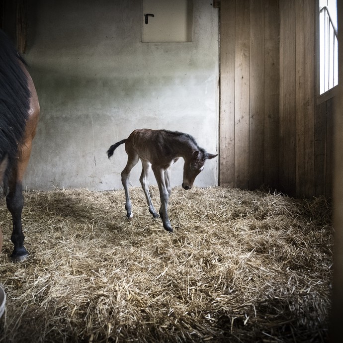 Ein Jungfohlen springt lebendig in einem Stall mit viel Stroh. Neben ihm frisst das Muttertier aus einem hellen Eimer. (vergrößerte Bildansicht wird geöffnet)