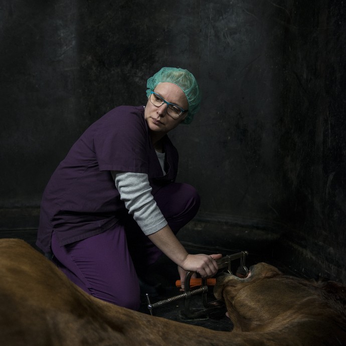 Eine lila gekleidete Tierpflegerin kniet am Kopf eines dunklen Pferdes auf dem Boden. Sie hält die Maulsperre des langsam erwachenden Pferdes fest. (öffnet vergrößerte Bildansicht)