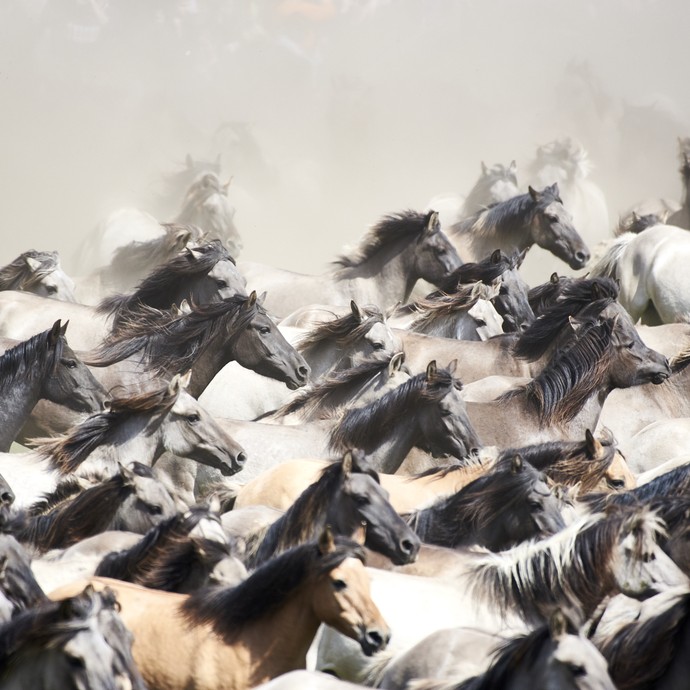 Eine Herde Pferde in Bewegung. Über ihren Köpfen hängt eine Staubwolke. (öffnet vergrößerte Bildansicht)