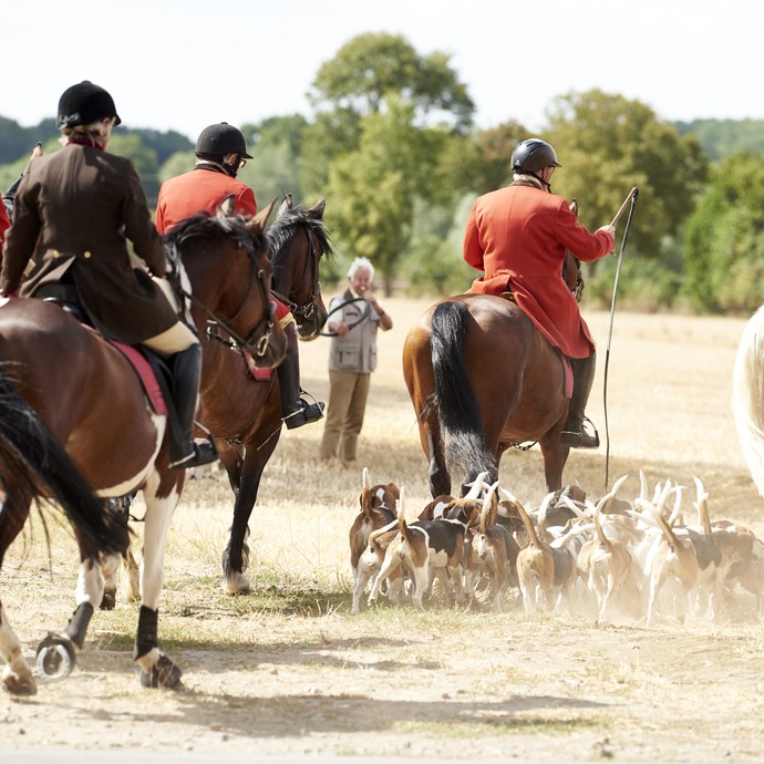 Schleppjagdreiterende mit Hunden und in traditioneller Jagdbekleidung - rote oder braune Fracks - reiten in einer Gruppe über ein Stoppelfeld. (vergrößerte Bildansicht wird geöffnet)