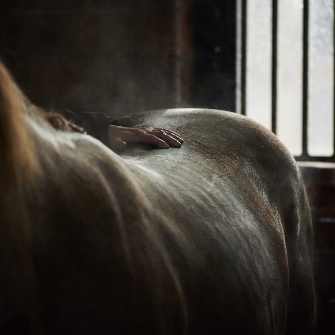 Eine Hand liegt auf dem Rücken eines verschwitzten Pferdes. (vergrößerte Bildansicht wird geöffnet)