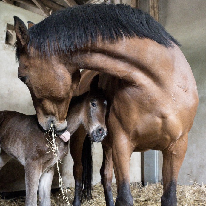 Ein Jungfohlen lehnt seinen Kopf an die Schulter seiner Mutter. Sie leckt ihm über den Hals. Die Tiere stehen in einem Stall. (vergrößerte Bildansicht wird geöffnet)