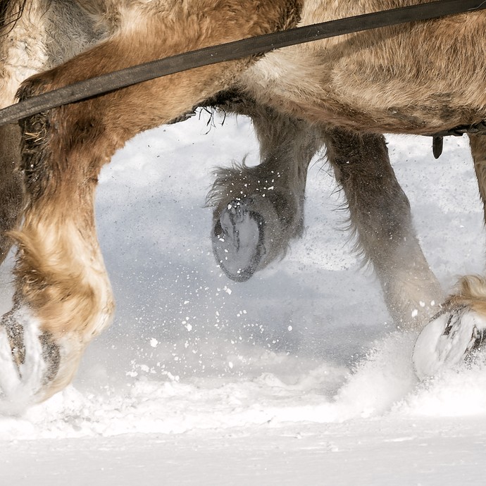 Galoppierende Hufe eines braunen Kaltblutpferdes im Winter. Schnee wirbelt um die Beine des Tieres. (öffnet vergrößerte Bildansicht)