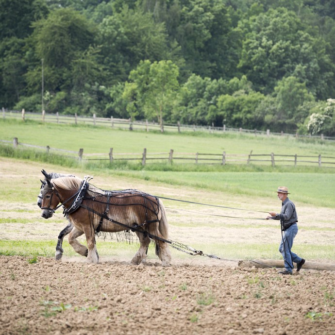 Zwei Pferde ziehen eine Egge über das Feld. EIn Mann läuft hinterher und hält lange Zügel in der Hand. (öffnet vergrößerte Bildansicht)