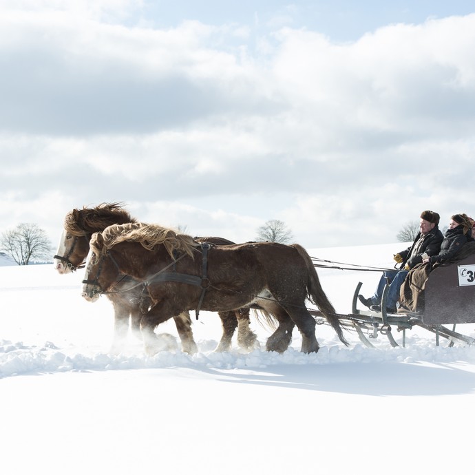 Zwei Kaltblutpferde ziehen einen Schlitten im Gegenlicht durch den Tiefschnee. Im Schlitten sitzen vier Fahrgäste mit Mützen und Decken. (vergrößerte Bildansicht wird geöffnet)