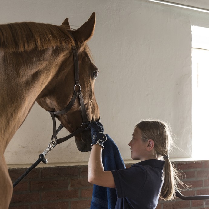 Ein Mädchen wischt mit einem dunklen Handtuch über die Nüstern eines großen braunen Pferdes. Sie stehen in einem Stall, das Pferd ist angebunden. (vergrößerte Bildansicht wird geöffnet)