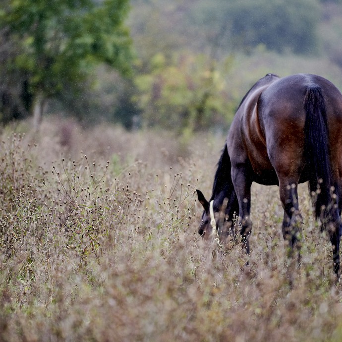 Ein braunes Pferd grast auf einer Weide. Es ist eine Senner Stute. (vergrößerte Bildansicht wird geöffnet)