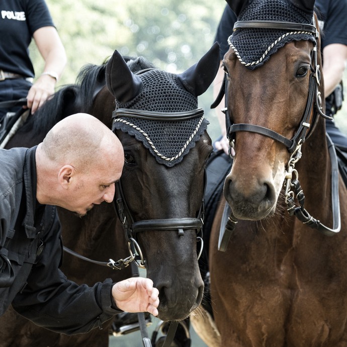 Ein Mann in Polizeiuniform spricht zwei dunklen Pferden zu. Er streicht einem der Pferde über die Nüstern. (vergrößerte Bildansicht wird geöffnet)