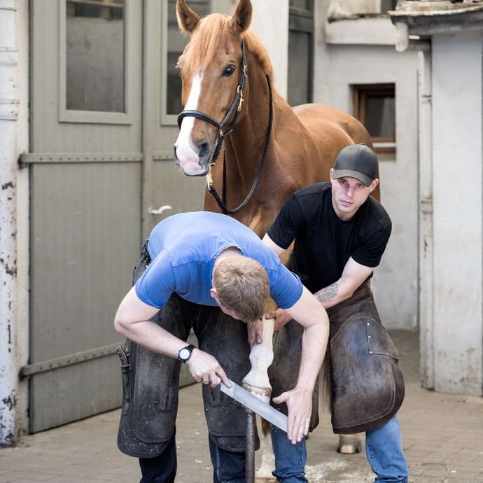 Zwei Männer bearbeiten den Huf eines braunen Pferdes. Einer der beiden raspelt gebückt den Huf, der zweite hält das Bein des Tieres fest. (vergrößerte Bildansicht wird geöffnet)