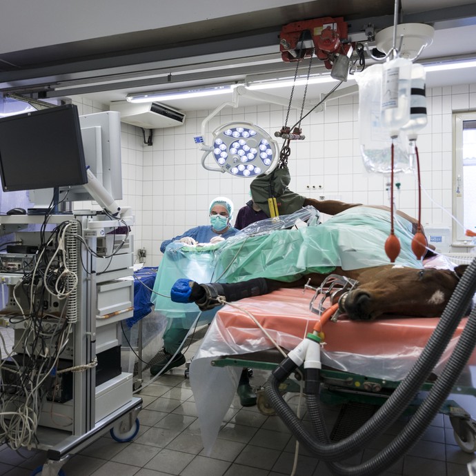 Blick in einen Operationssaal einer Pferdeklinik. Ein braunes Pferd liegt auf dem Tisch, angeschlossen an Geräte und Schläuche. Ein Arzt operiert. (vergrößerte Bildansicht wird geöffnet)