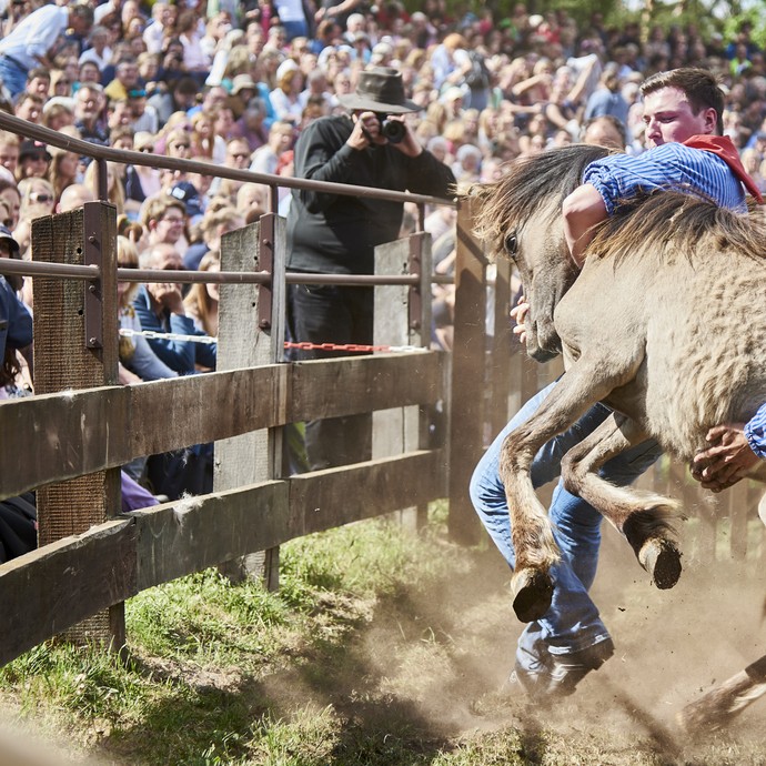 Zwei Männer halten angestrengt einen jungen Hengst mit den Händen fest. Sie befinden sich innerhalb eines eingezäunten Bereiches. (vergrößerte Bildansicht wird geöffnet)