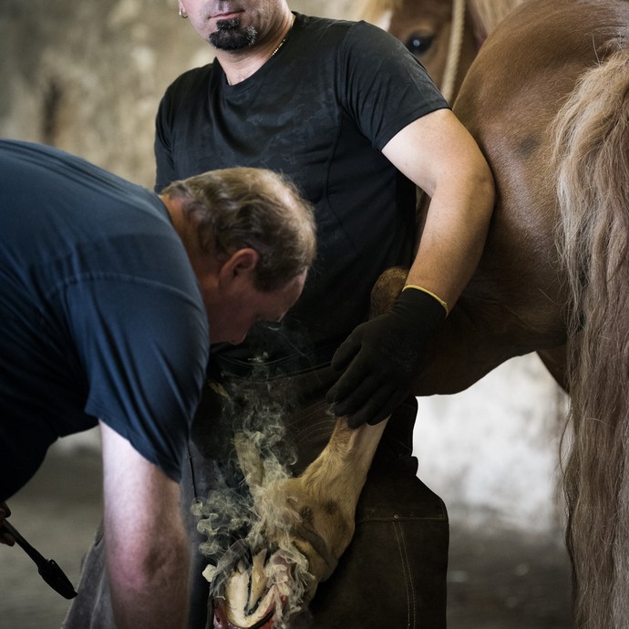 Ein Mann presst ein heißes Eisen unter den Huf eines Pferdes, ein zweiter hält das Bein des Tieres fest. Weißer Rauch steigt vom Huf auf. (vergrößerte Bildansicht wird geöffnet)