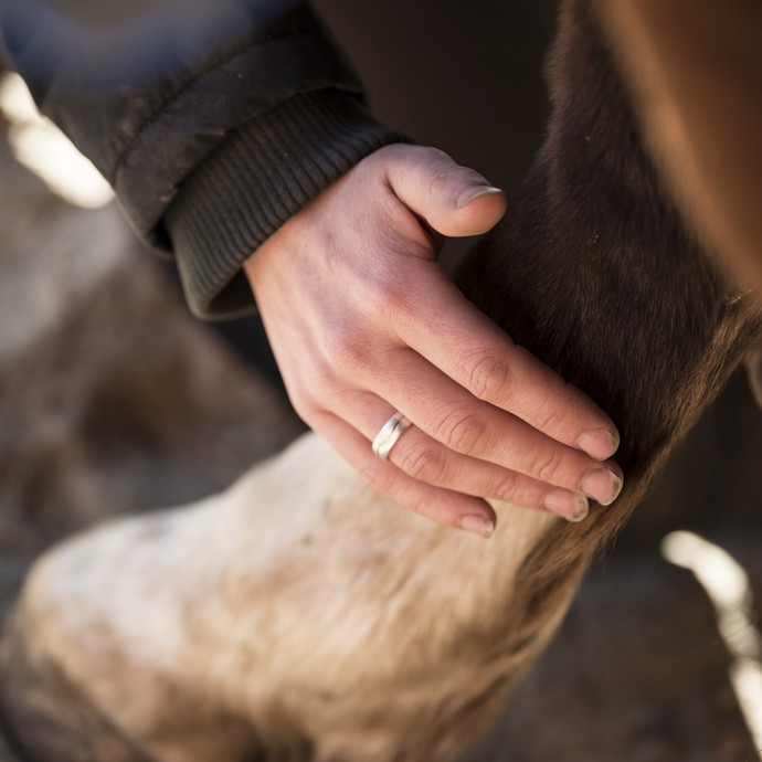 Eine Frauenhand gleitet an einem Pferdebein entlang, ohne dieses tatsächlich zu berühren. Sie trägt einen silbernen Ring am Finger. (vergrößerte Bildansicht wird geöffnet)