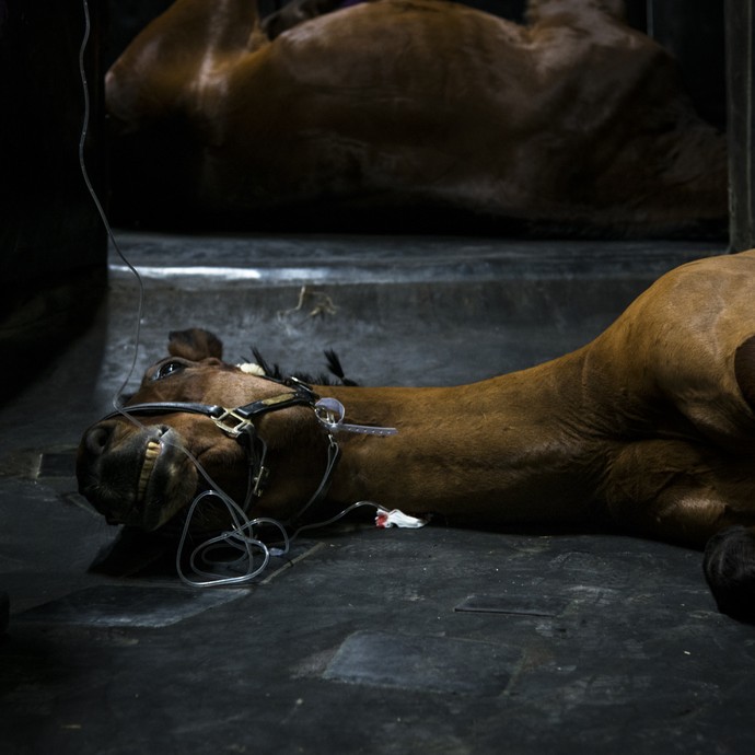 Ein braunes Pferd liegt in einem dunklen Raum auf dem Boden. In seinem Hals steckt eine Kanüle, ein durchsichtiger Schlauch ist daran befestigt. (vergrößerte Bildansicht wird geöffnet)