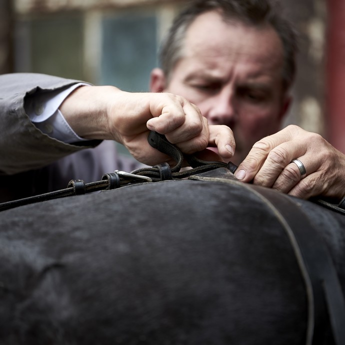 Ein Mann verschließt eine Lederschnalle des Kutschgeschirrs auf der Kruppe eines schwarzen Pferdes. (vergrößerte Bildansicht wird geöffnet)