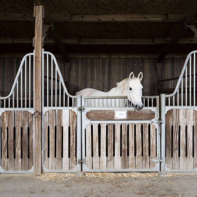 Ein weißes Pferd blickt über eine Stalltür aus Holzplanken und geschwungenen Metallstangen in Richtung Kamera. Auf einem Namensschild steht Libell. (vergrößerte Bildansicht wird geöffnet)