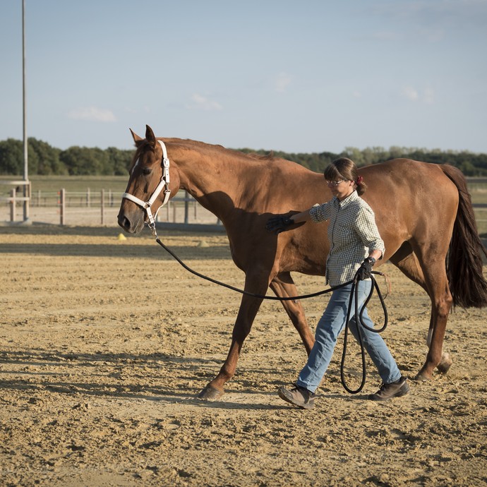 Eine Frau in Jeans und kariertem Hemd läuft neben einem großen braunen Pferd über einen Sandplatz. Sie führt das Tier locker an einem Strick. (öffnet vergrößerte Bildansicht)